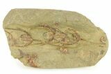 Line of Five Trilobites (Lonchodomas) Trilobites - Morocco #287113-1